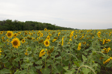 Obraz premium A large field of sunflowers in summer. Sunflowers for seeds and oil.