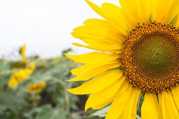 Close-up of long yellow petals of a blooming sunflower against the background of a field with sunflowers.