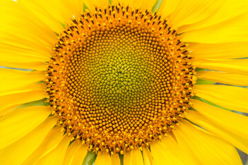 Obraz premium Close-up of long yellow petals of a blooming sunflower against the background of a field with sunflowers.