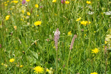 Almwiese im Chiemgau