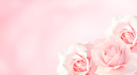 Obraz na płótnie Canvas Banner with three pink roses
