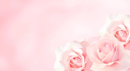 Rolgordijnen Banner with three pink roses © frenta