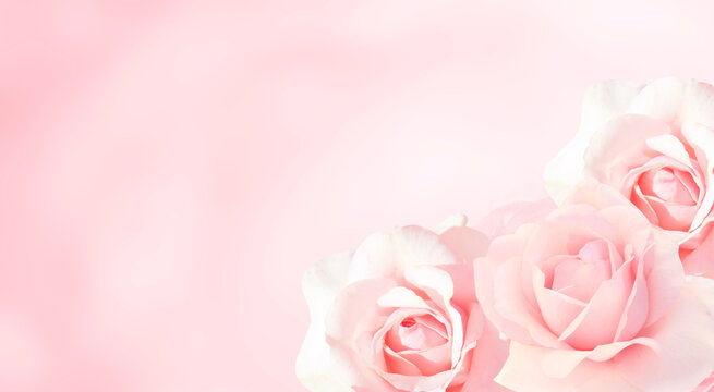 Banner with three pink roses