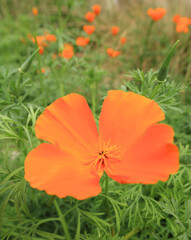 Large orange flower called the California Poppy. Botanical name Eschscholzia Californica. Known also by the names California sunlight and cup of gold. Beautifully blurred behind are more flowers.