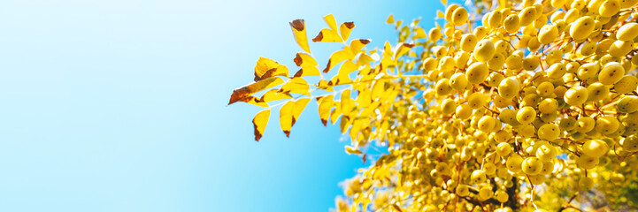 Autumn countryside landscape. Autumn yellow leaves with blue sky. Hello autumn concept. Beautiful day in fresh air