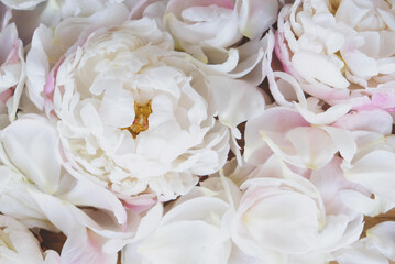 Beautiful fresh white peony flowers in full bloom, close up.