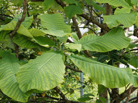 Magnolia macrophylla | Magnolia &agrave; grandes feuilles avec floraison blanche, coeur pourp&eacute;, parfum&eacute;e, sur des branches se pliant sous le poids du feuillage &eacute;pais
