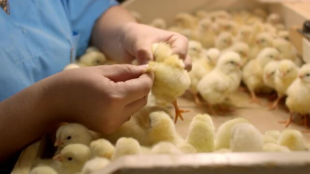 Women's hands check the wings of small chickens in production. Close-up of small yellow chickens, a worker checks the gender of the Chicks on the wings