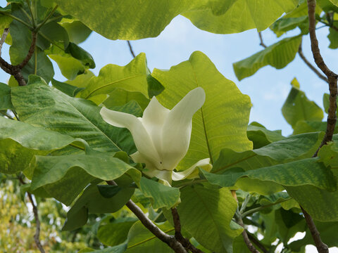Magnolia macrophylla | Grande fleur blanc cr&egrave;me ouverte au coeur pourpr&eacute; du magnolia &agrave; grandes feuilles luxuriantes &agrave; l'extr&ecirc;mit&eacute; de rameaux