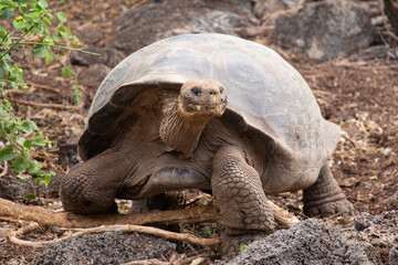 Giant Galapagos turtle tortoise walking close up