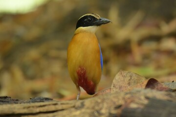 The black head above the eyes has a wide brown stripe. Green top body The feathers covering the wings of the rump and the top of the tail are bright blue.