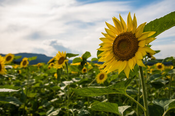 丸森町館矢間ひまわり畑
