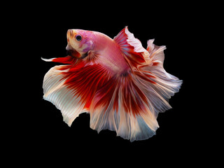 oil paint  siames fighting fish..betta splendens fish.and black background.