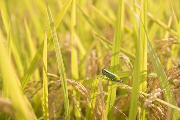 稲穂とイナゴ