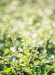 Obraz premium trees & bokeh(blur)