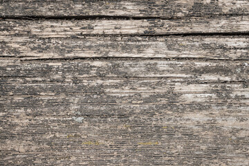 Fototapeta premium Hardwood tree cutting trunk backgrounds, natural cut stump wooden texture and timber patterns.