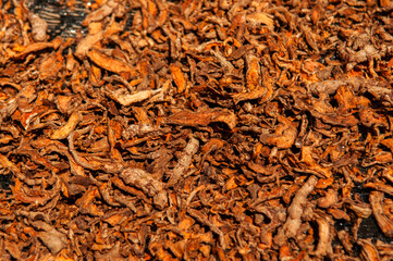 Sun dried Turmeric rhizome fresh Tumeric roots herbal medicine plant