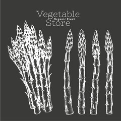 Hand drawn asparagus illustrations. Vector illustrations on chalk board