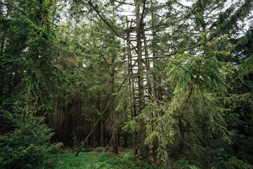 Fototapeta premium Hochsitz im Wald
