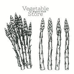 Hand drawn asparagus illustrations. Vector illustrations