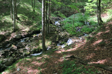 Frühlingswaldidyll