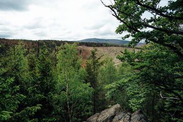 Ausblick auf gr&uuml;nen und braunen Wald