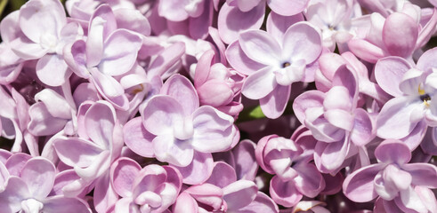 Obraz premium Blooming branch of purple terry Lilac in spring