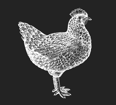 Hand drawn farm bird illustration. Vector poultry sketch on chalk board. Vintage chicken