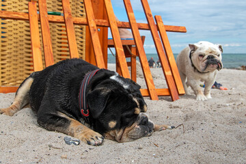 Zwei Bulldoggen am Hundestrand mit Strandkorb in Grömitz