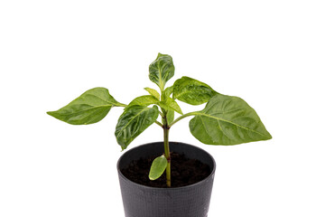 Chilli sprout. Young leaves of pepper plant.
