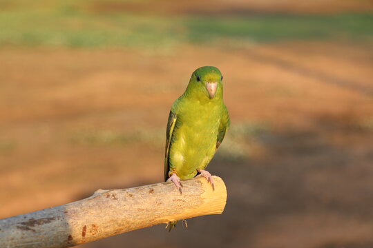 The barred parakeet Bolborhynchus lineola , also known as lineolated parakeet, Catherine parakeet or linnies for short perched on the log