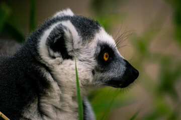 Ring-tailed lemur Portrait (lemur catta)
