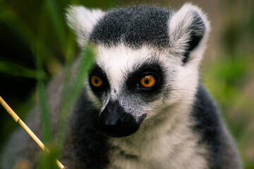 Ring-tailed lemur Portrait (lemur catta)