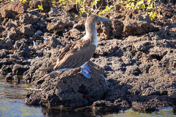 Blue-footed booby bird Galapagos standing