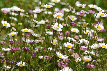 Marguerites