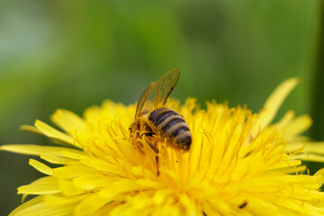 worker bee collects nectar and pollen from a dandelion flower