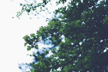 New Growth of Spring