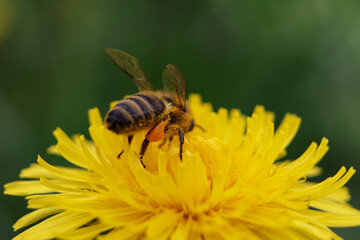 worker bee collects nectar and pollen from a dandelion flower
