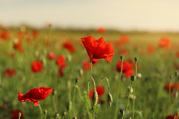 Fototapeta premium green and red beautiful poppy flower field background