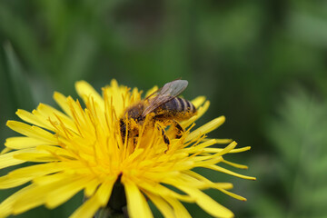 worker bee collects nectar and pollen from a dandelion flower