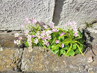 コンクリートに咲いた花