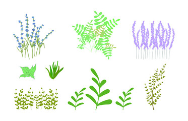 Grasses and flowers meadow, simple, weedy. Vector flat cartoon illustration. Concept: plants in the regions, useful properties of herbs, nature, natural, spring, garden, blooming flowers.