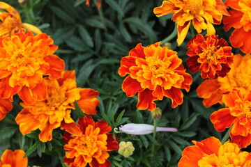 orange and yellow flowers