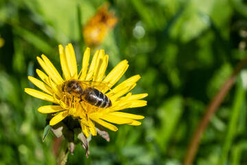 A bee on a yellow meadow flower against a green grass background. Closeup macro.