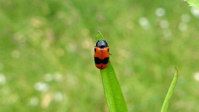 froghopper, insect sitting on a burdock