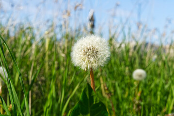 Beautiful White Dandelion On A Lawn. White dandelion in the field.