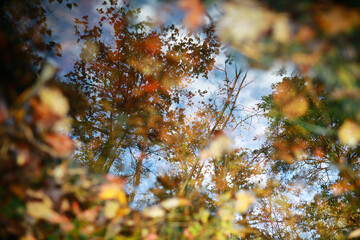 reflexion leaves tree from water in forest in autumn time