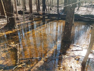 water puddle in woods with white lines and trees