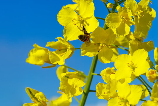 Close- up of rapeseed flowers, Brassica napus. bottom view.