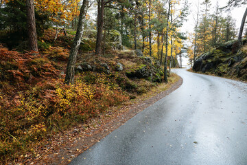 Fototapeta premium road in autumn forest